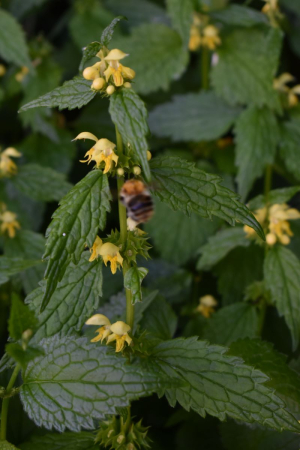 Widkr&auml;uter-Wanderungen