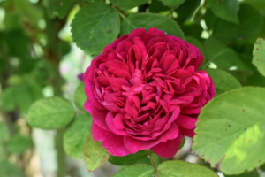 K&ouml;rperpflege? Nat&uuml;rlich!